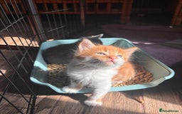 Mixed Breed cats for sale: 5 gorgeous kittens  - Image 1
