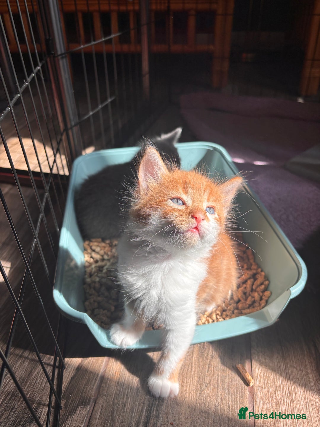 Mixed Breed cats for sale: 5 gorgeous kittens  - Image 1