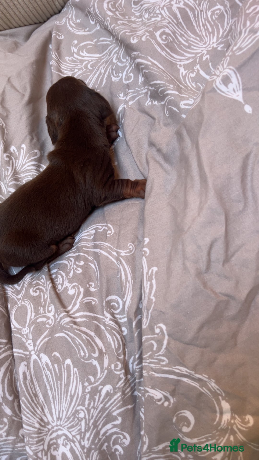 Miniature Dachshund dogs for sale: miniature dachshunds - Advert 5