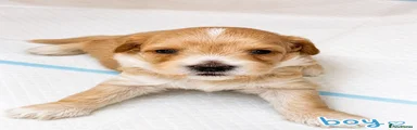 Poochon Puppy 4