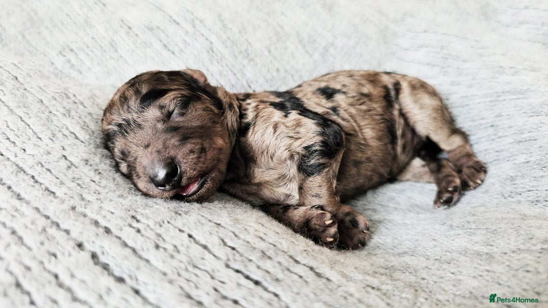 Goldendoodle dogs for sale: Exceptional Medium Goldendoodle pups for sale - Advert 2