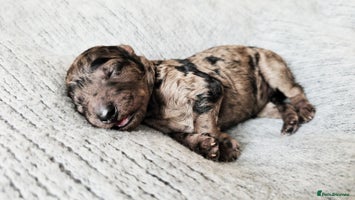 Goldendoodle dogs - Advert 5