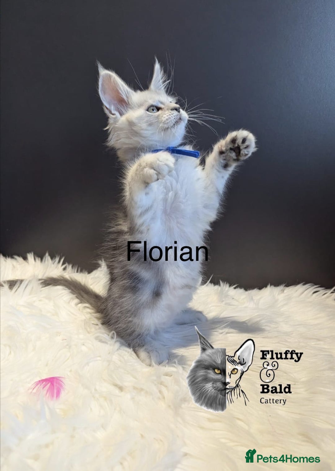 Maine Coon cats for sale: Beautiful silver tabby babies  - Image 5