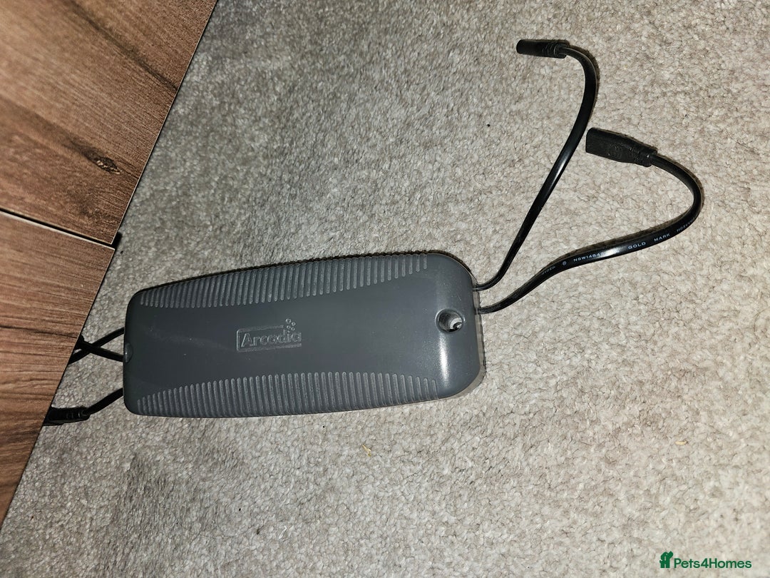 Skink reptiles for sale: Blue Tongued Skink-Male enclosure and cabnet setup - Advert 24