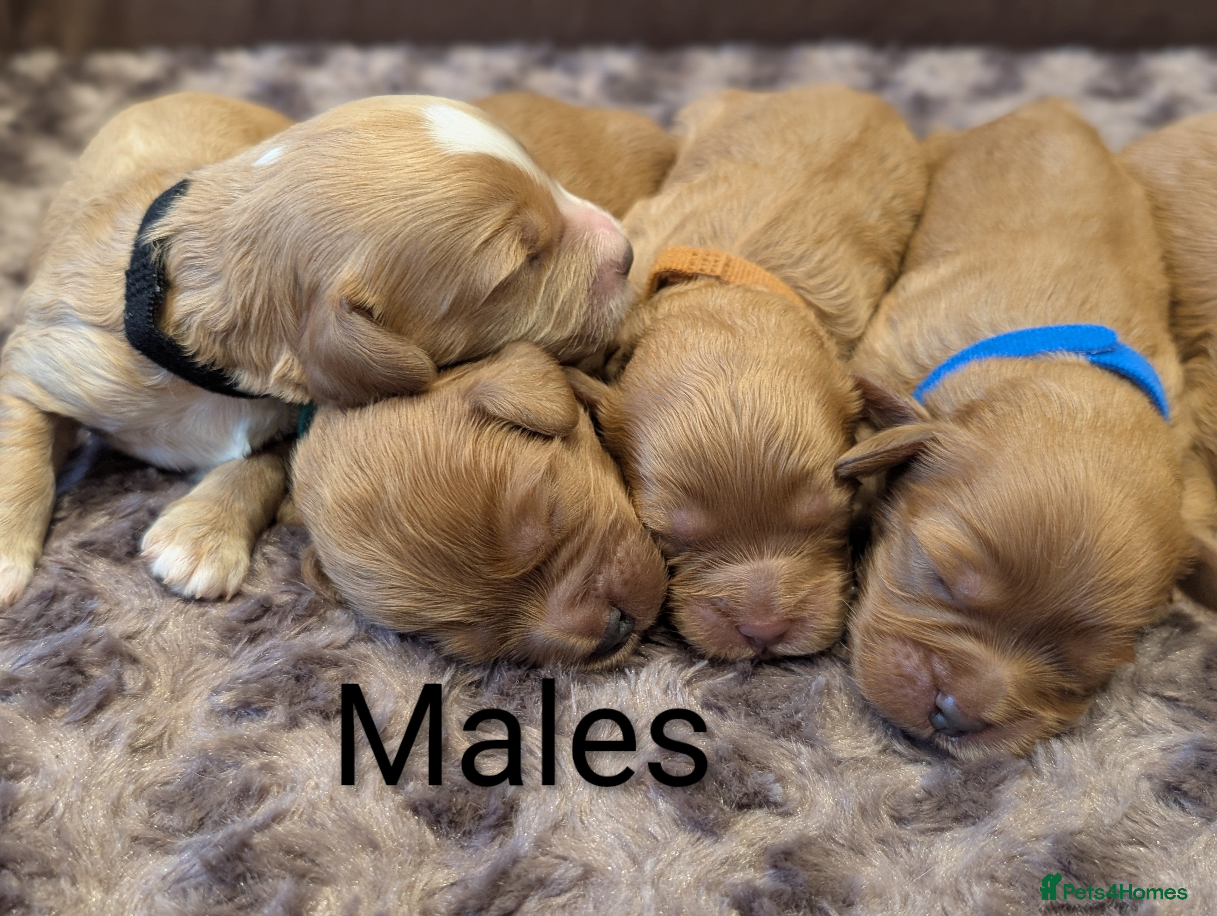 Cavapoo dogs F1b  adorable cavapoo puppies - Advert 3