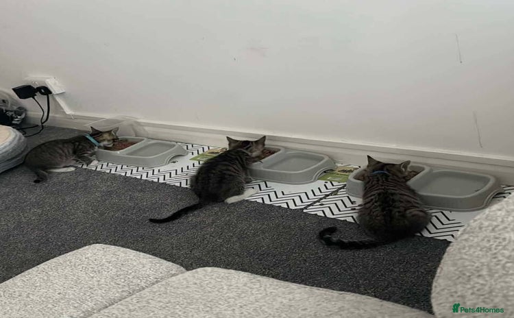 American Shorthair cats - Advert 1