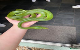 Rat Snake reptiles for sale: Stunning male rhino ratsnake  - Image 7
