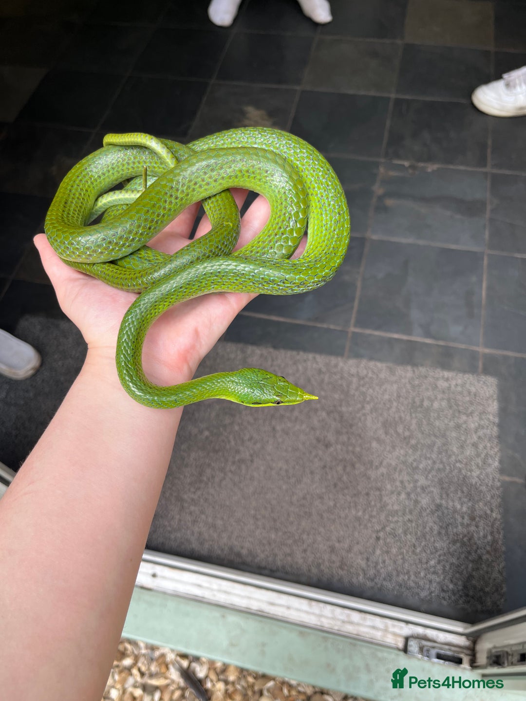 Rat Snake reptiles for sale: Stunning male rhino ratsnake  - Image 7