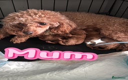 Toy Poodle dogs for sale: Dark red extra Tiny toy poodle puppies KC register - Image 7