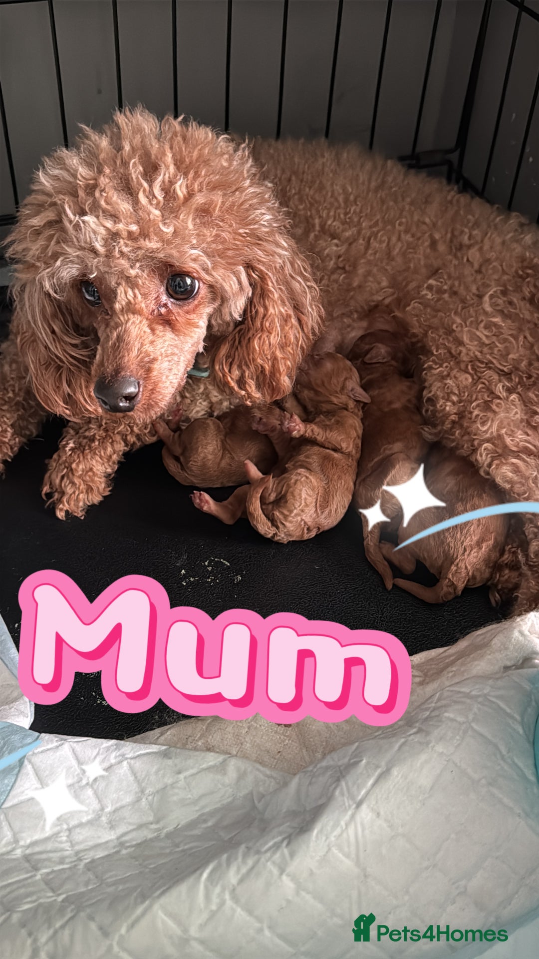 Toy Poodle dogs for sale: Dark red extra Tiny toy poodle puppies KC register - Image 7