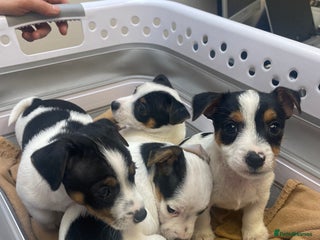 Jack Russell dogs Miniature pure bred jacks Russel original type . - Advert 14