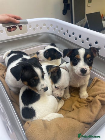 Jack Russell dogs Miniature pure bred jacks Russel original type . - Advert 16