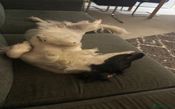 Sprocker dogs for sale: Male sprocker spaniel 11 months  - Image 2