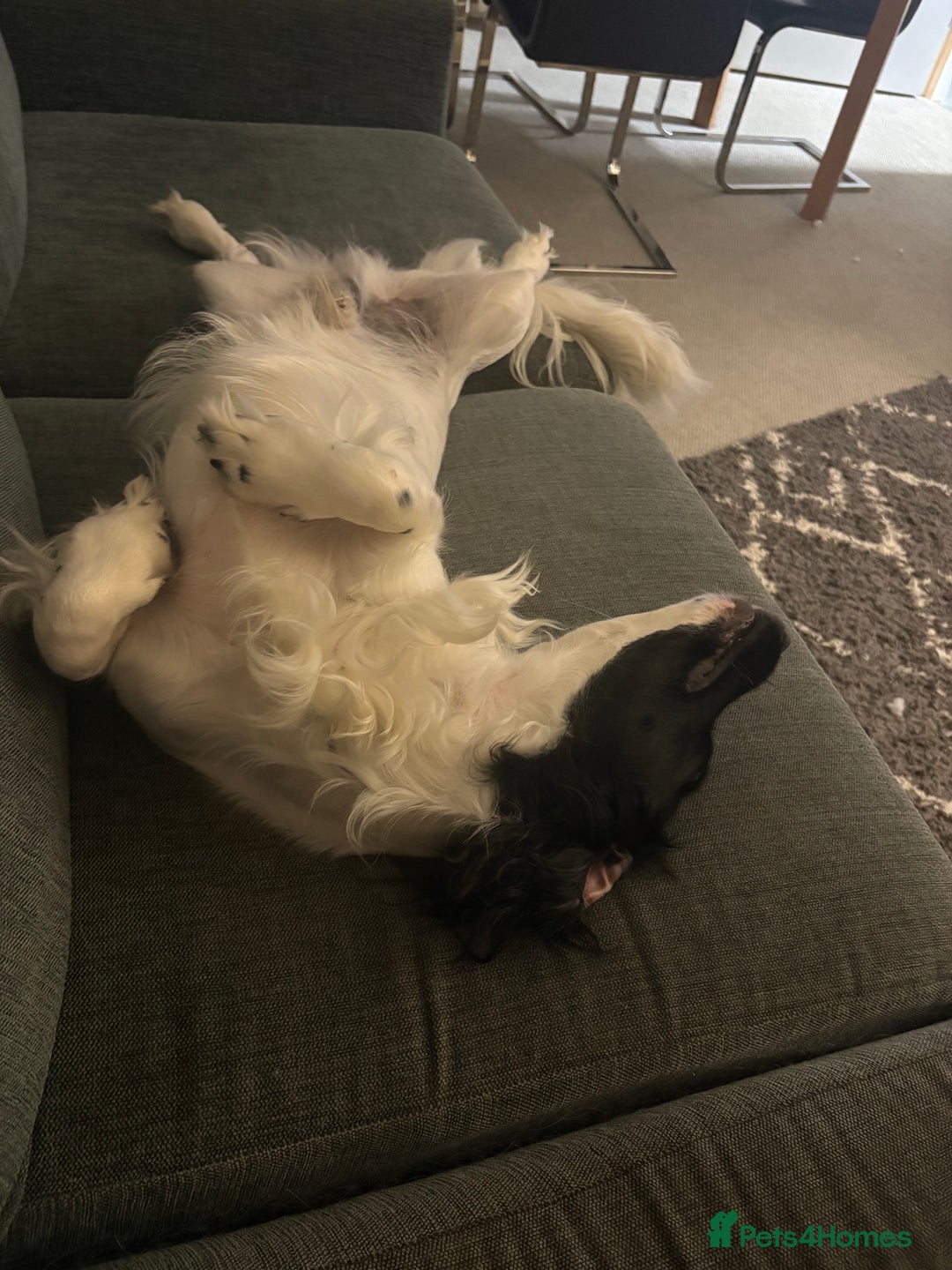 Sprocker dogs for sale: Male sprocker spaniel 11 months  - Image 2