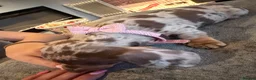 Miniature Dachshund dogs for sale: Miniature dachshunds  - Advert 9