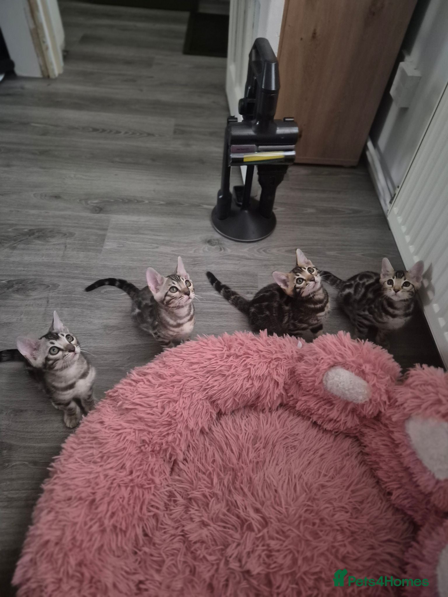 Bengal cats Champion Bloodline TICA Bengal Kittens - Advert 2
