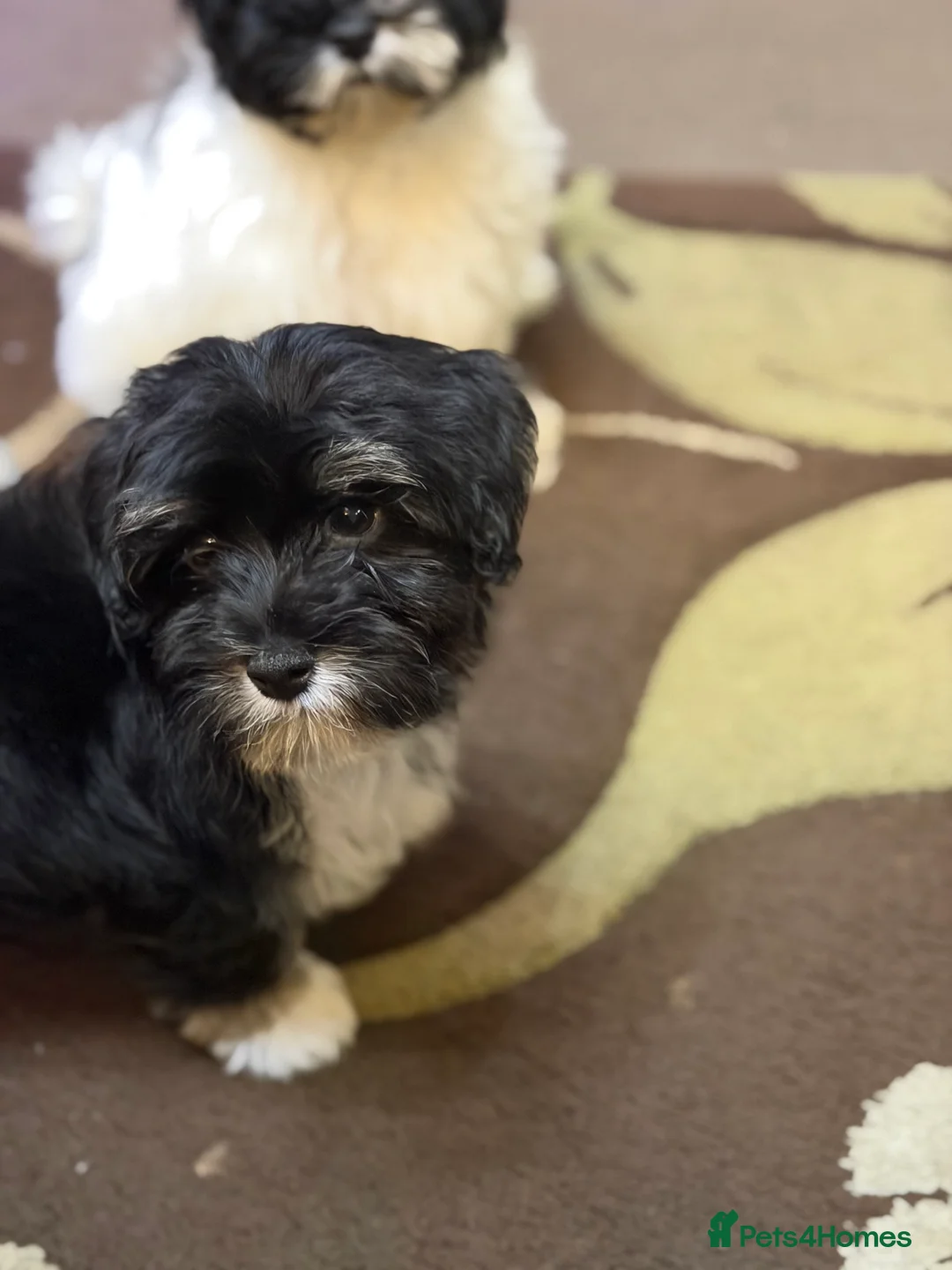Havanese dogs for sale: ***Beautiful Havanese Puppies *** - Advert 20