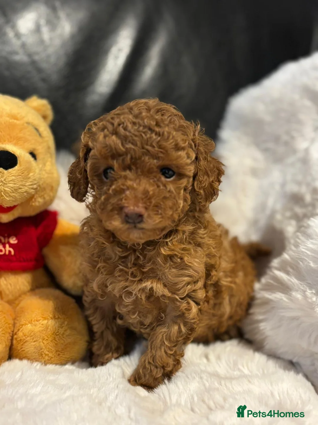 Toy Poodle dogs for sale: Stunning litter of toy poodles  - Advert 9