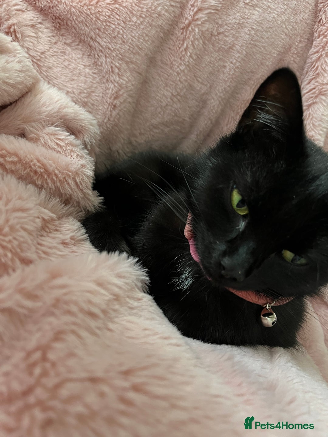 Bombay cats for sale: 2 female cats ******! - Image 6