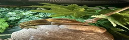 Gecko reptiles for sale: Crested gecko for sale  - Advert 4