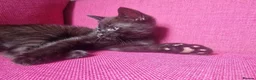 Mixed Breed cats for sale: Beautiful mixed breed kitten last boy remaining  - Advert 4