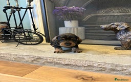 Dachshund dogs for sale: Dual Purpose Standard Wirehaired Dachshund(Teckel) - Image 5