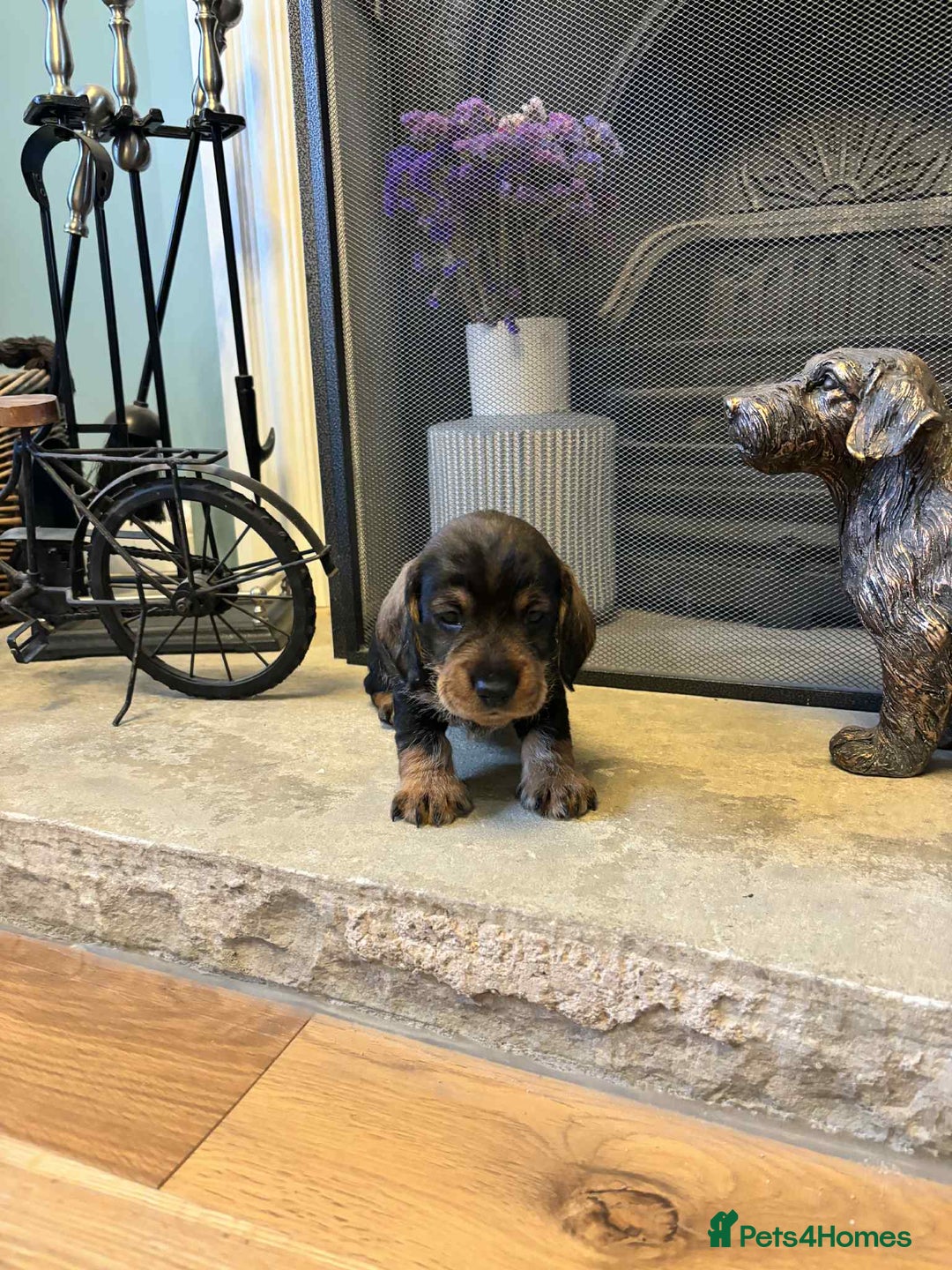 Dachshund dogs for sale: Dual Purpose Standard Wirehaired Dachshund(Teckel) - Image 5