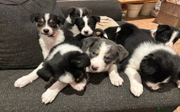 Border Collie dogs for sale: Border collie puppies - Image 7