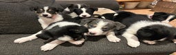 Border Collie dogs for sale: Border collie puppies - Advert 7