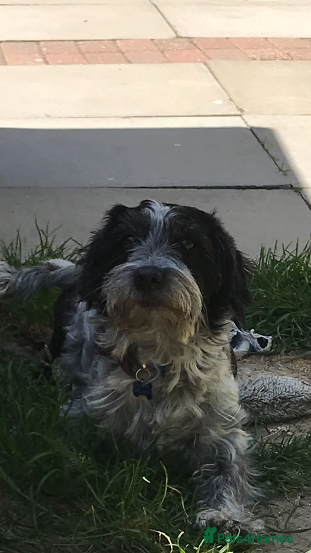 Mixed Breed dogs for sale: Small mixed breed male for sale - Advert 6