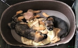 Border Terrier dogs for sale: Border terrier puppies  - Image 4