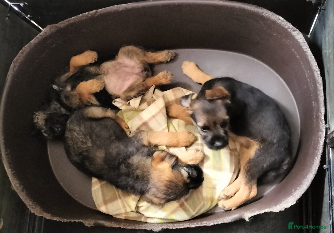Border Terrier dogs for sale: Border terrier puppies  - Image 4