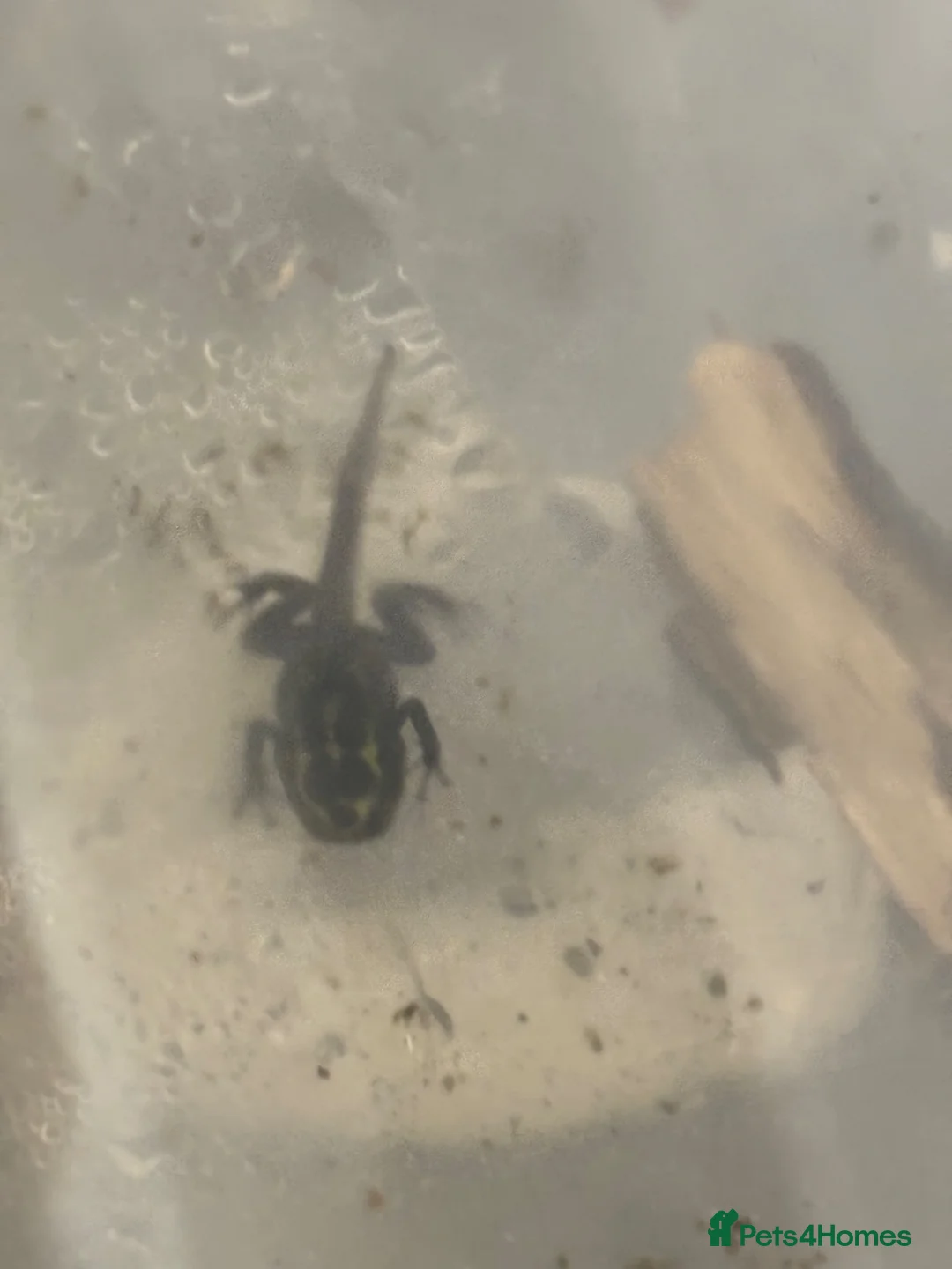 Frog reptiles for sale: Ranitomeya Variabilis Southern Froglets  - Advert 2