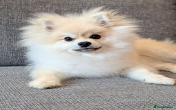 Pomeranian dogs for sale: Rehoming required for our two brothers.  - Image 7