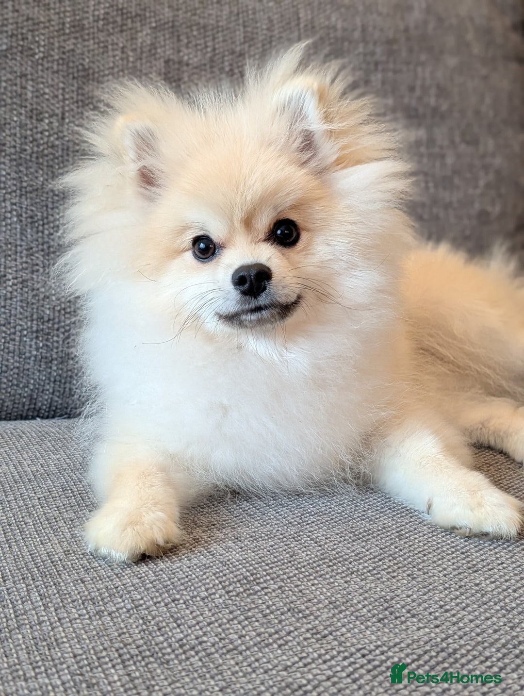 Pomeranian dogs for sale: Rehoming required for our two brothers.  - Image 7