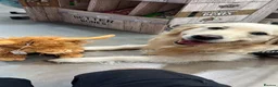 Golden Retriever dogs for stud: Arlo - Golden retriever available for stud - Advert 8
