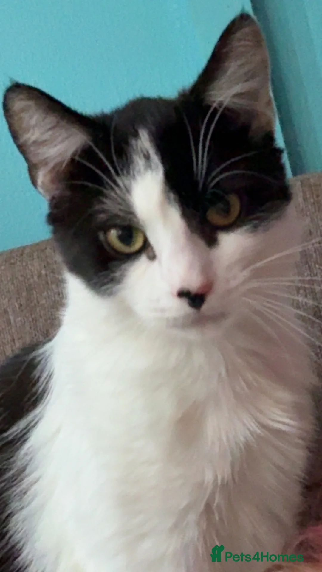 Mixed Breed cats for sale: Socks  in Swansea - Advert 1