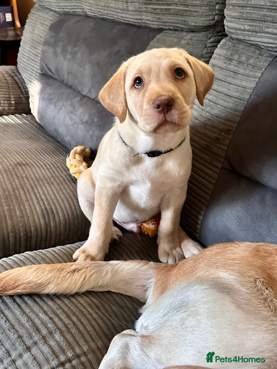 Labrador Retriever dogs for sale: LAST CHUNKY LAB BOY READY NOW! Home-Raised - Advert 1