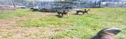 Mixed Breed dogs for sale: Belgian Malinois × German Shepherd Puppies 4 in Radstock - Advert 10