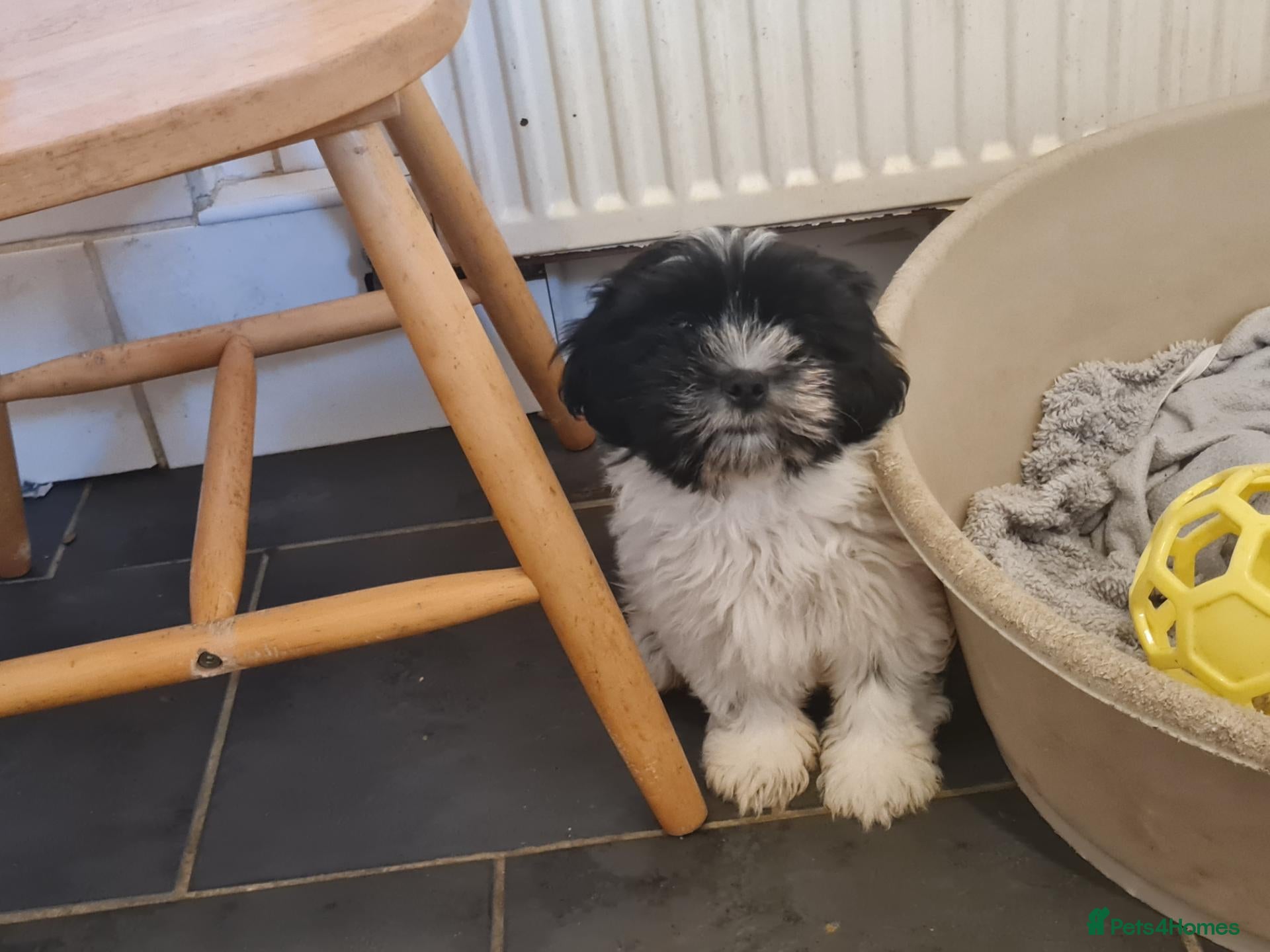 Mixed Breed dogs for sale: Shizu-tibetan terrier  - Advert 1