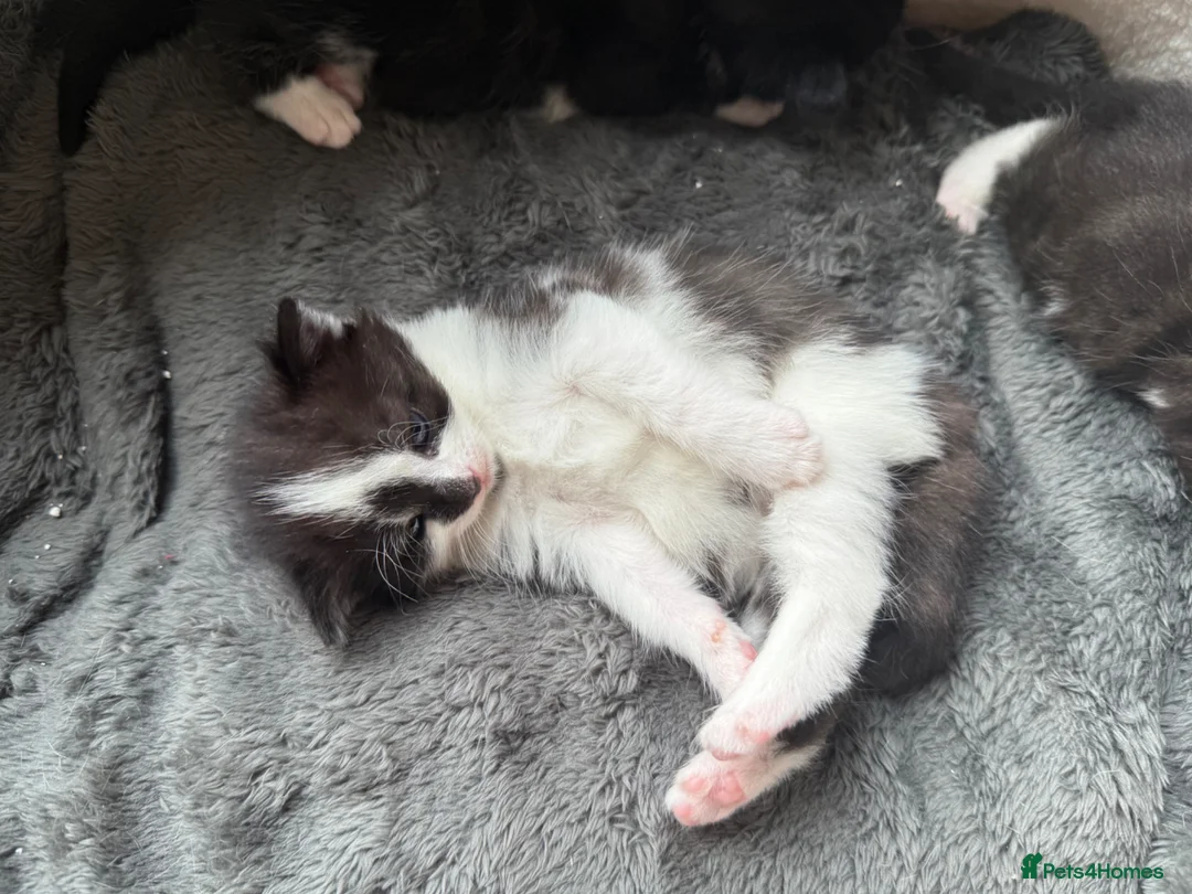 Mixed Breed cats for sale: Mother and girl kitten for sale in Swindon - Advert 1