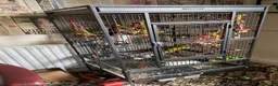 Parrots birds for sale: Regal ,rock pebbler parrots in Rotherham - Advert 3