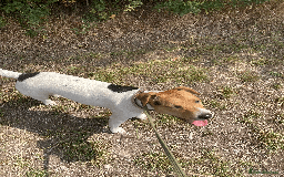 Parson Russell dogs for sale: 2 Female Parsons Jack Russell Terriers 17 months  - Image 5