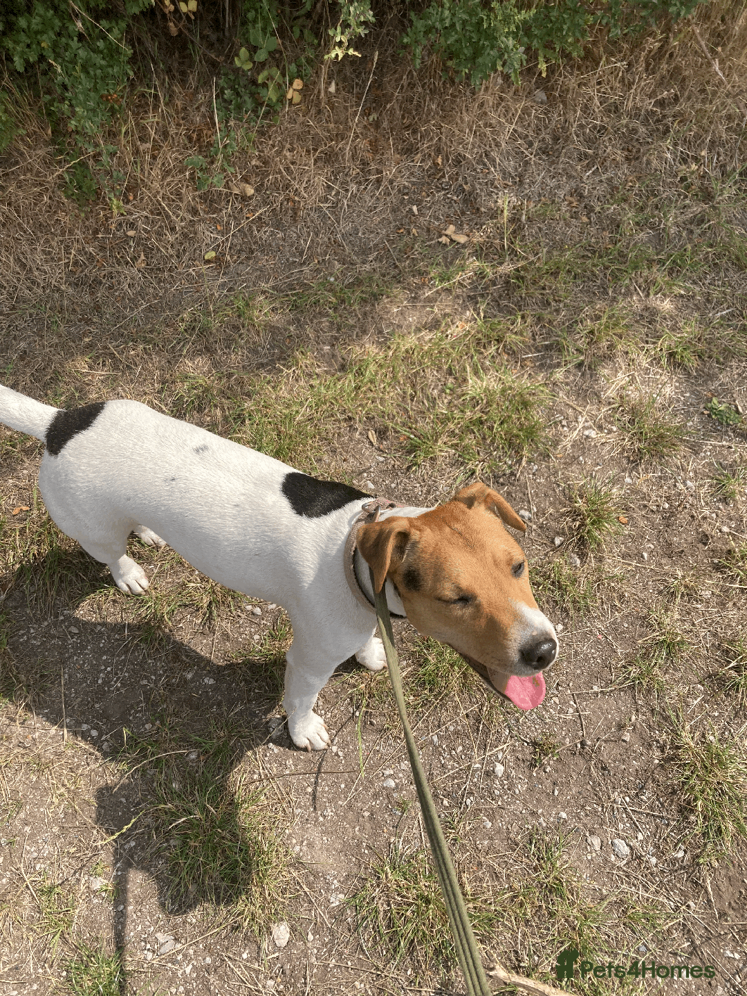 Parson Russell dogs for sale: 2 Female Parsons Jack Russell Terriers 17 months  - Image 5