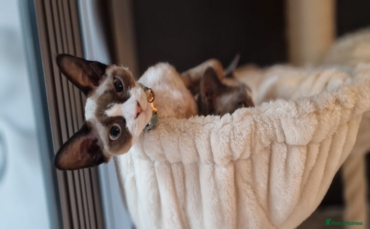 Devon Rex cats - Advert 1