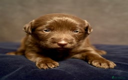 Labradoodle dogs for sale:  Rare Merle Labradoodle Puppies ready 25/10/25 - Image 27