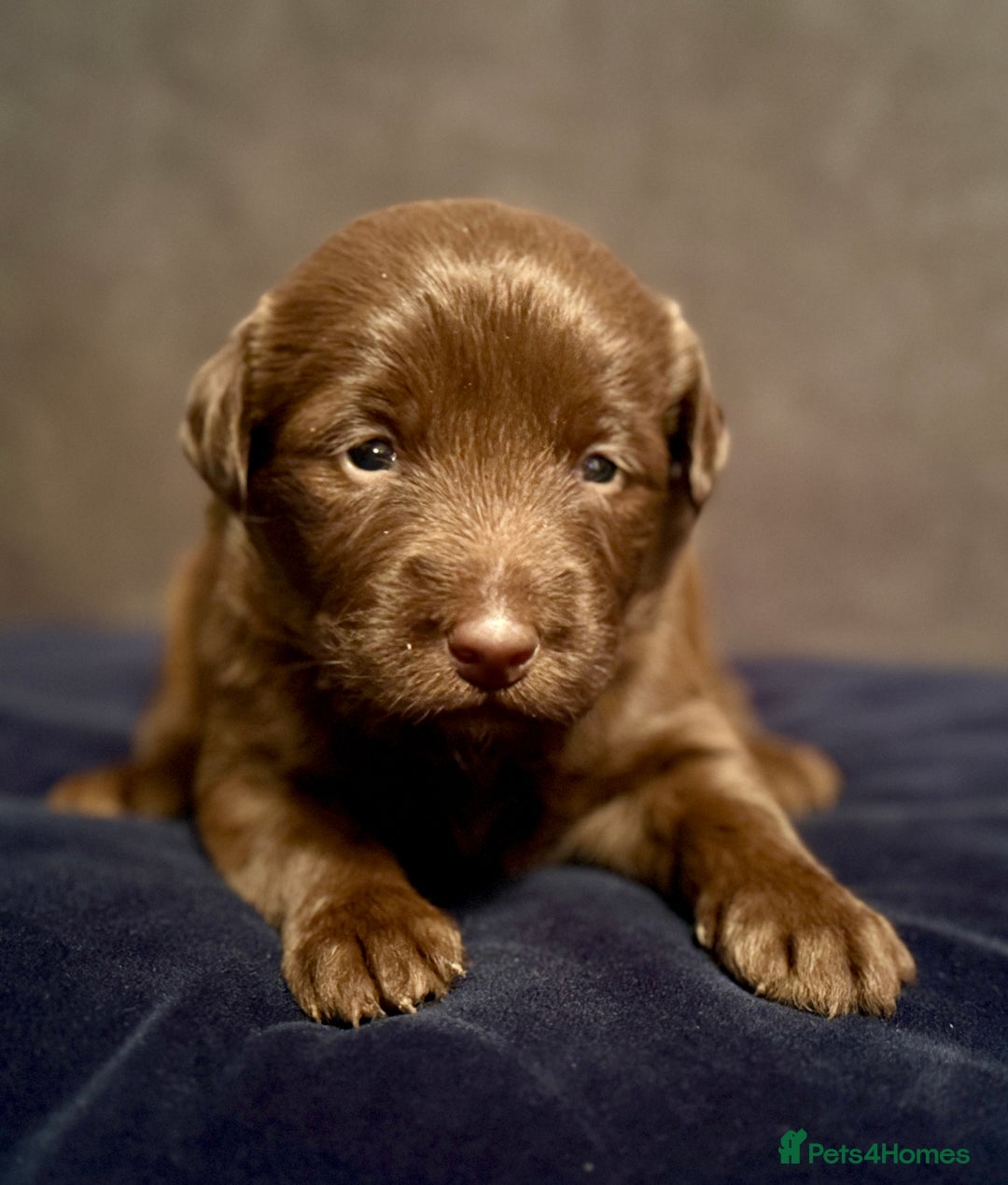 Labradoodle dogs for sale:  Rare Merle Labradoodle Puppies ready 25/10/25 - Image 27