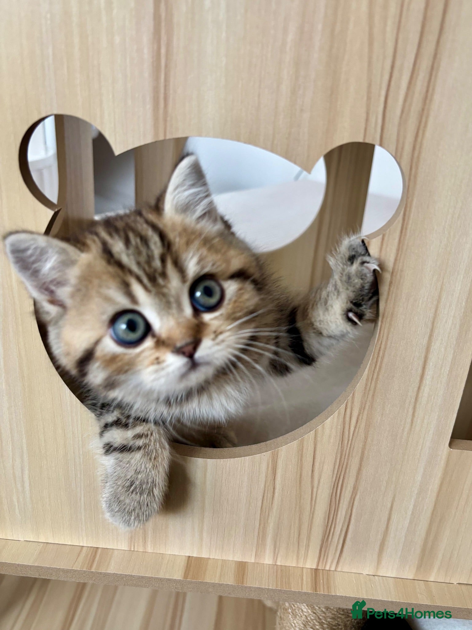 British Shorthair cats 🏆😍 Irresistible Golden Chinchilla’s Mini BSH🏆😍 - Advert 9