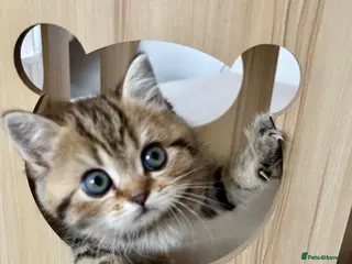 British Shorthair cats 🏆😍 Irresistible Golden Chinchilla’s Mini BSH🏆😍 - Advert 9