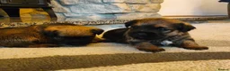 Border Terrier dogs for sale: KC border terrier puppies 2 boys - Advert 5